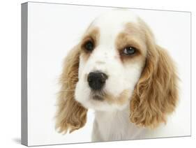 Orange Roan Cocker Spaniel Puppy, Blossom-Mark Taylor-Stretched Canvas