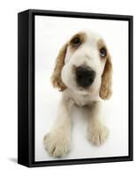 Orange Roan Cocker Spaniel Puppy, Blossom-Mark Taylor-Framed Stretched Canvas