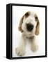 Orange Roan Cocker Spaniel Puppy, Blossom-Mark Taylor-Framed Stretched Canvas