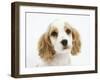 Orange Roan Cocker Spaniel Puppy, Blossom-Mark Taylor-Framed Photographic Print