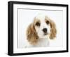 Orange Roan Cocker Spaniel Puppy, Blossom-Mark Taylor-Framed Photographic Print