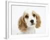 Orange Roan Cocker Spaniel Puppy, Blossom-Mark Taylor-Framed Photographic Print