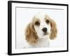 Orange Roan Cocker Spaniel Puppy, Blossom-Mark Taylor-Framed Photographic Print