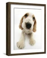 Orange Roan Cocker Spaniel Puppy, Blossom-Mark Taylor-Framed Photographic Print