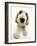 Orange Roan Cocker Spaniel Puppy, Blossom-Mark Taylor-Framed Photographic Print