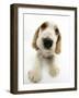 Orange Roan Cocker Spaniel Puppy, Blossom-Mark Taylor-Framed Photographic Print