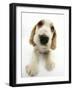 Orange Roan Cocker Spaniel Puppy, Blossom-Mark Taylor-Framed Photographic Print