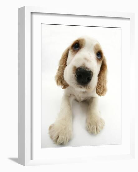 Orange Roan Cocker Spaniel Puppy, Blossom-Mark Taylor-Framed Photographic Print