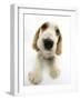 Orange Roan Cocker Spaniel Puppy, Blossom-Mark Taylor-Framed Photographic Print