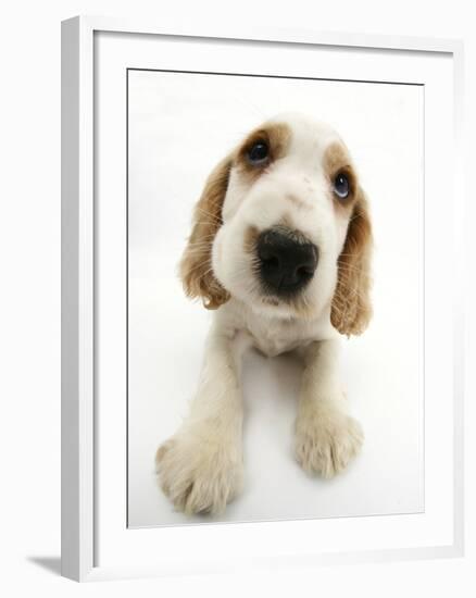 Orange Roan Cocker Spaniel Puppy, Blossom-Mark Taylor-Framed Photographic Print