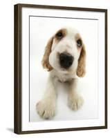 Orange Roan Cocker Spaniel Puppy, Blossom-Mark Taylor-Framed Photographic Print