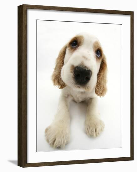 Orange Roan Cocker Spaniel Puppy, Blossom-Mark Taylor-Framed Photographic Print