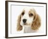 Orange Roan Cocker Spaniel Puppy, Blossom-Mark Taylor-Framed Photographic Print