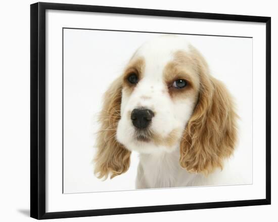 Orange Roan Cocker Spaniel Puppy, Blossom-Mark Taylor-Framed Photographic Print