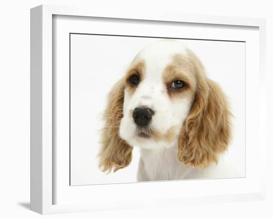 Orange Roan Cocker Spaniel Puppy, Blossom-Mark Taylor-Framed Photographic Print