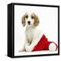 Orange Roan Cocker Spaniel Puppy, in Christmas Hat-Mark Taylor-Framed Stretched Canvas