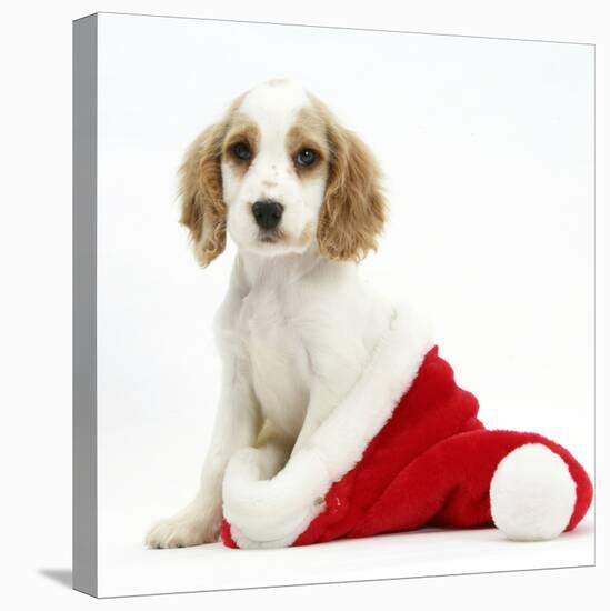 Orange Roan Cocker Spaniel Puppy, in Christmas Hat-Mark Taylor-Stretched Canvas