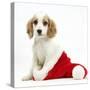 Orange Roan Cocker Spaniel Puppy, in Christmas Hat-Mark Taylor-Stretched Canvas