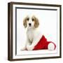 Orange Roan Cocker Spaniel Puppy, in Christmas Hat-Mark Taylor-Framed Photographic Print