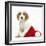 Orange Roan Cocker Spaniel Puppy, in Christmas Hat-Mark Taylor-Framed Photographic Print