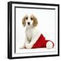 Orange Roan Cocker Spaniel Puppy, in Christmas Hat-Mark Taylor-Framed Photographic Print