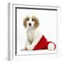 Orange Roan Cocker Spaniel Puppy, in Christmas Hat-Mark Taylor-Framed Photographic Print