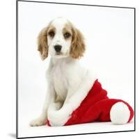 Orange Roan Cocker Spaniel Puppy, in Christmas Hat-Mark Taylor-Mounted Photographic Print