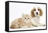 Orange Roan Cocker Spaniel Puppypy, Blossom, with Ginger Kitten-Mark Taylor-Framed Stretched Canvas