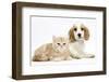 Orange Roan Cocker Spaniel Puppypy, Blossom, with Ginger Kitten-Mark Taylor-Framed Photographic Print