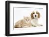 Orange Roan Cocker Spaniel Puppypy, Blossom, with Ginger Kitten-Mark Taylor-Framed Photographic Print