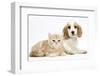 Orange Roan Cocker Spaniel Puppypy, Blossom, with Ginger Kitten-Mark Taylor-Framed Photographic Print