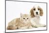 Orange Roan Cocker Spaniel Puppypy, Blossom, with Ginger Kitten-Mark Taylor-Mounted Photographic Print