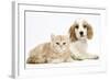 Orange Roan Cocker Spaniel Puppypy, Blossom, with Ginger Kitten-Mark Taylor-Framed Photographic Print