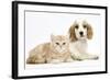 Orange Roan Cocker Spaniel Puppypy, Blossom, with Ginger Kitten-Mark Taylor-Framed Photographic Print