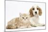 Orange Roan Cocker Spaniel Puppypy, Blossom, with Ginger Kitten-Mark Taylor-Mounted Photographic Print
