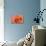 Orange Rose Close-Up-Matt Freedman-Stretched Canvas displayed on a wall