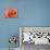 Orange Rose Close-Up-Matt Freedman-Stretched Canvas displayed on a wall