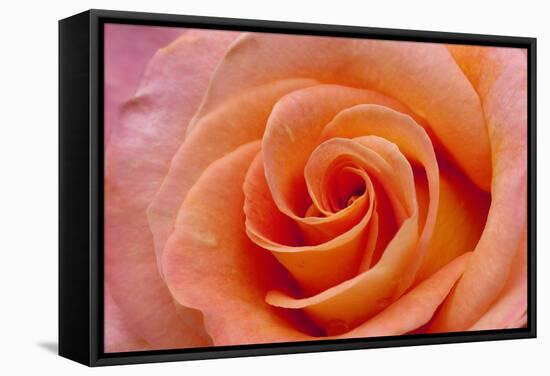 Orange Rose Close-Up-Matt Freedman-Framed Stretched Canvas