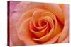 Orange Rose Close-Up-Matt Freedman-Stretched Canvas