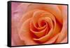 Orange Rose Close-Up-Matt Freedman-Framed Stretched Canvas