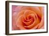 Orange Rose Close-Up-Matt Freedman-Framed Photographic Print