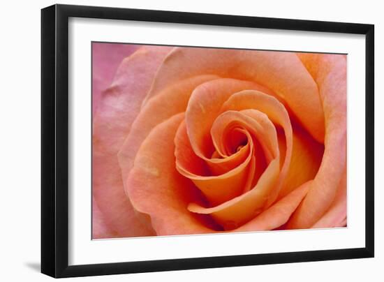 Orange Rose Close-Up-Matt Freedman-Framed Photographic Print