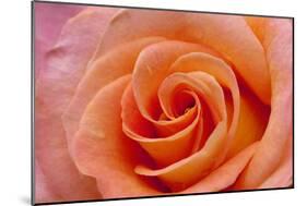 Orange Rose Close-Up-Matt Freedman-Mounted Photographic Print