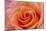 Orange Rose Close-Up-Matt Freedman-Mounted Photographic Print