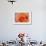 Orange Rose Close-Up-Matt Freedman-Framed Photographic Print displayed on a wall