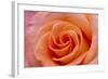 Orange Rose Close-Up-Matt Freedman-Framed Photographic Print