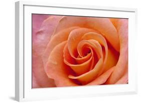 Orange Rose Close-Up-Matt Freedman-Framed Photographic Print