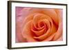 Orange Rose Close-Up-Matt Freedman-Framed Photographic Print