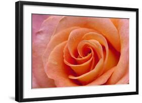 Orange Rose Close-Up-Matt Freedman-Framed Photographic Print