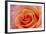 Orange Rose Close-Up-Matt Freedman-Framed Photographic Print